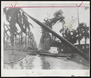 Hurricane's Wake-Palm trees blown down by the Florida hurricane's high winds block a motorist's way on a road north of West Palm Beach.