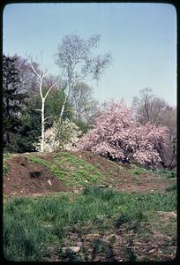 Cherry trees by a hill