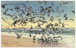 Dinner time for the sea gulls