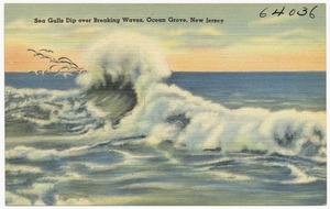 Sea gulls dip over breaking waves, Ocean Grove, New Jersey