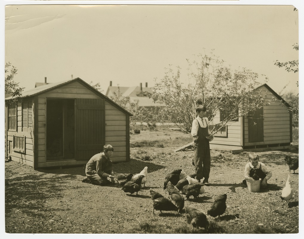 Poultry Yard, Primary Boys Department, Perkins School for the Blind