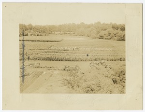 Agricultural Fields, Perkins School for the Blind