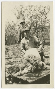Shearing Sheep, Perkins School for the Blind