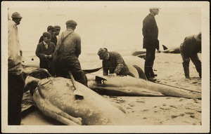 Men with beached dolphins