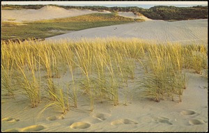 Typical view of sand dunes, Cape Cod National Seashore
