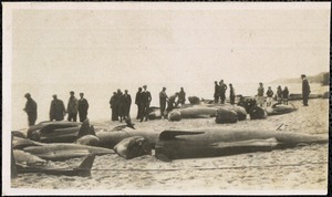 Group of people with beached dolphins