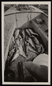 Haddock in the cockpit of a boat
