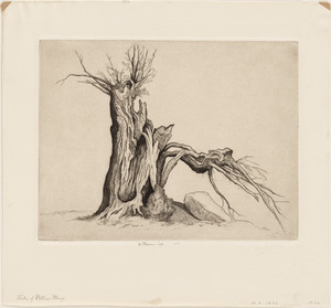 Willow stump