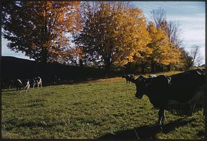 Autumn scene of cows