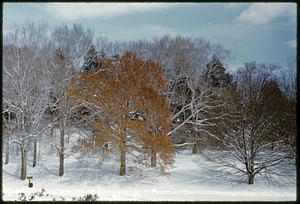 Winter scene of trees, Arnold Arboretum