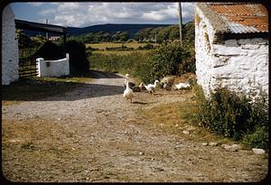 Geese, Minnie Dolley's