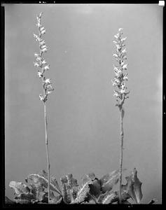 Spiranthes