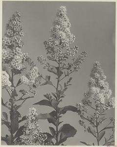 51. Spiraea latifolia, American meadow-sweet
