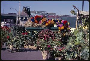 Flowers for sale outdoors, sign for South Station in background