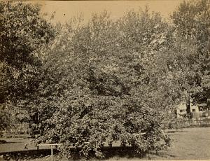 Stephen Wing's bushes, South Yarmouth, Mass.