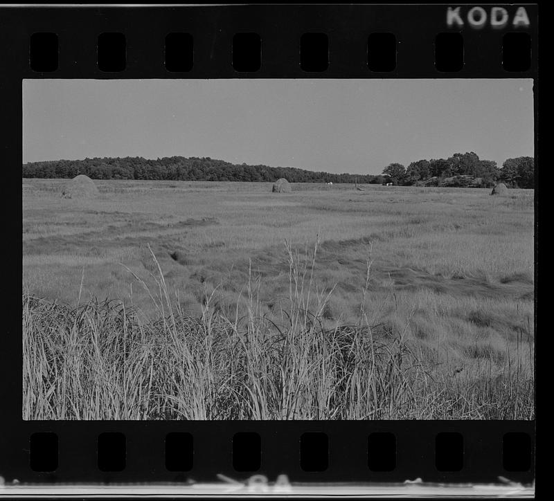 Salt hay stacks Newbury