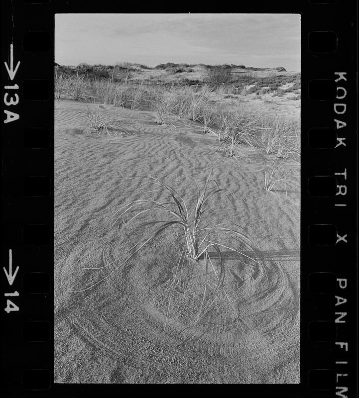 Plum Island refuge, beach, and dunes