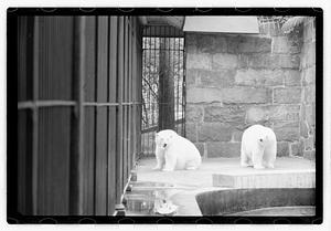 Bears at zoo