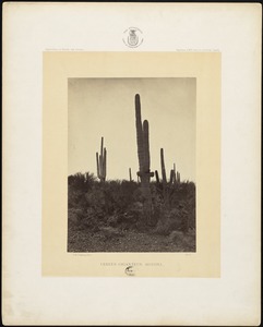 Cereus Giganteus, Arizona