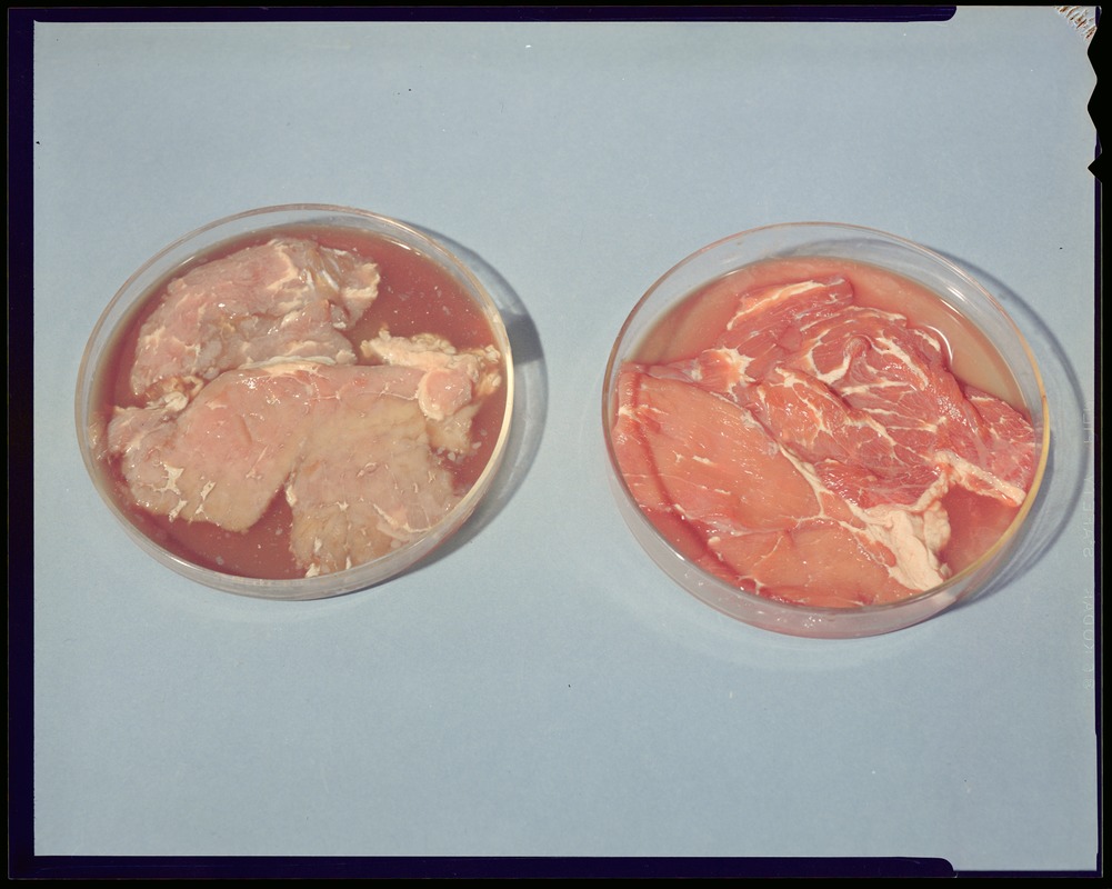 FSL- food sample, meats