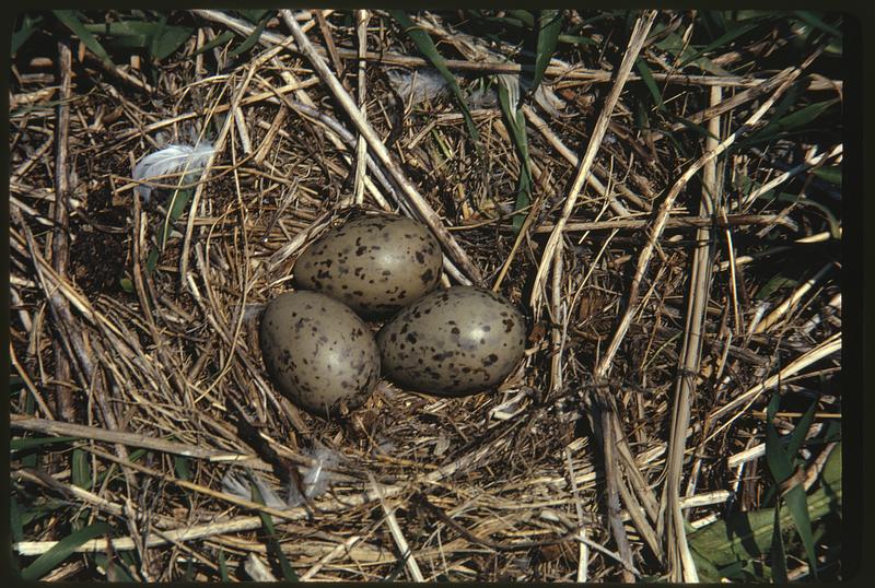 Picnic on Great Brewster - gulls eggs