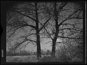 Trees, Ipswich