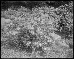 Rhododendron smirnowii