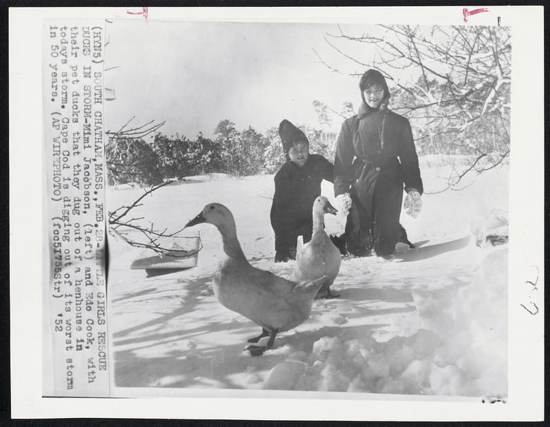 South Chatham, Mass -- Little Girls Rescue Ducks In Storm -- Mimi Jacobson, (left) and Edo Cook, with their pet ducks that they dug out of a henhouse in todays storm. Cape Cod is digging out of its worst storm in 50 years.