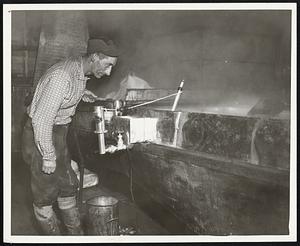 Maine Maple Syrup in the Making ... Warren Voter, of Farmington, shown above, takes a look at the thermometer in his sap evaporator to check the temperature of the syrup during the boiling-down process. Voter, like most Maine producers, has been making top quality syrup for many years having learned the art from his father.