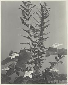 40. Cornus canadensis, and Aspidium cristatum, dwarf cornel, bunch-berry, crested shield fern