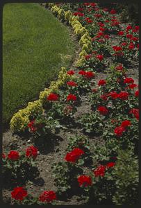 Red flowers