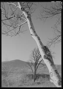 Tree, Adams