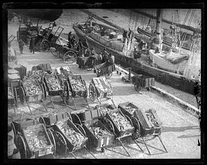 Fish pier push-carts with fish parking lot