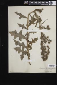 Lactuca leucophaea
