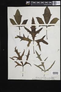 Nabalus trifoliolatus