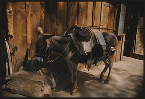 Donkey, Knott's Berry Farm