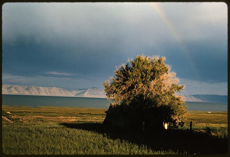 Large tree and small building in field, likely Utah