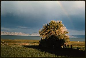 Large tree and small building in field, likely Utah