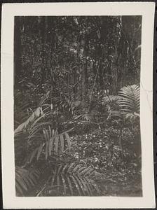 District of [Paracale], Island of Luzon, P.I. jungle scene