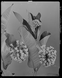 Asclepias syriaca