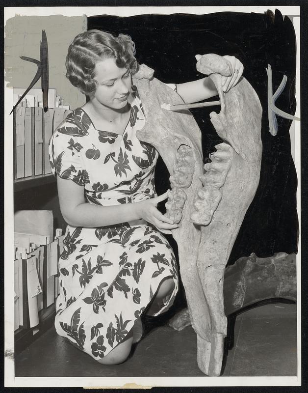 University of California Experts Reconstruct Old Mammals. Berkeley, Calif... Uncovered specimens from the Contra Costa county fossil finds are taken to the University of California's laboratories where they are assembled in skeleton form. Senior a student Alice Goetsch balances a reconstructed mastodon jaw taken from the Moraga quarry. Many of the specimens will be exhibited with University of California scientific exhibits at the 1939 World's Fair.