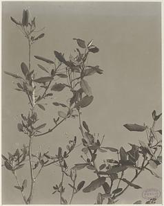 310. Nemopanthus mucronata, mountain holly