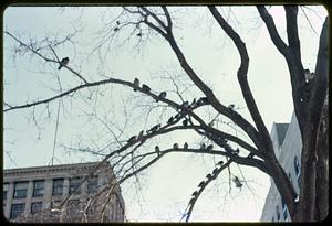 A flock of birds in tree branches