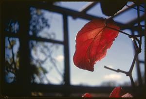 A red leaf