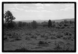 A field full of plants