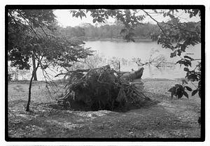 Uprooted tree in body of water