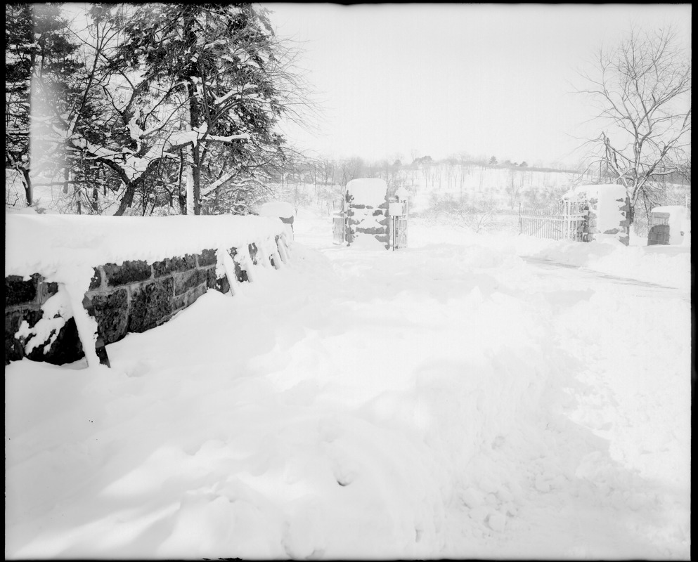 Looking into Arnold Arboretum from gate, near Forrest Arborway