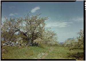 Danvers, fruit blossoms, spring