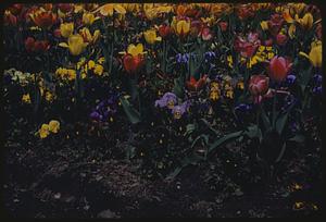 Flowers, Public Garden