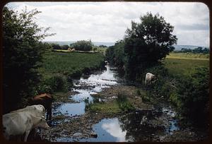 Brook with cows, Killarney, Ireland